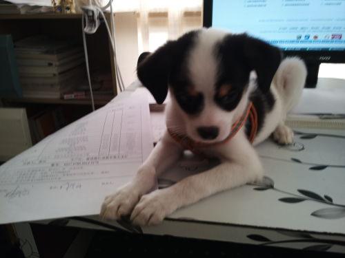 狗仔最新爆料林狗图片,狗仔最新爆料引发热议